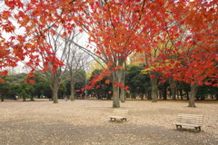 代々木公園の紅葉２