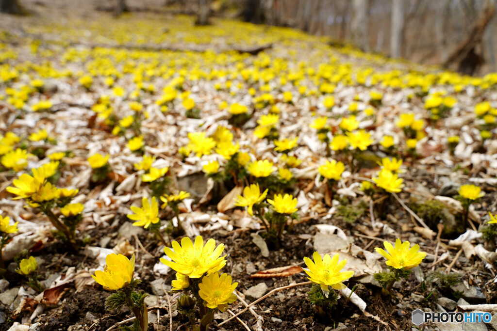  秘密の花園