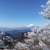 丹沢山に咲いた冬の華