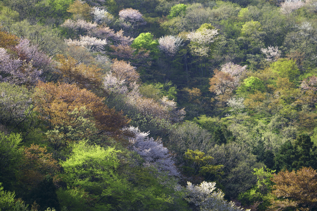 里山の春2