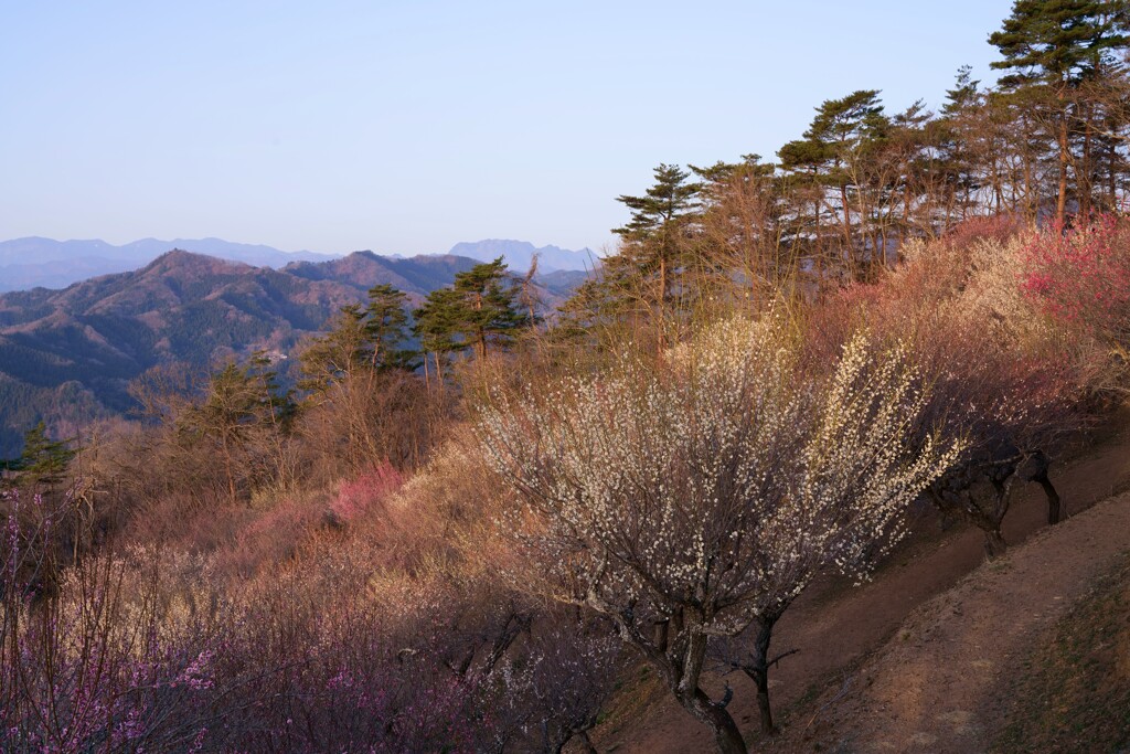 宝登山の梅園