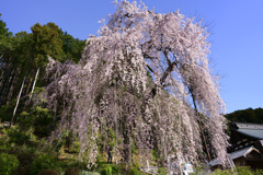 梅岩寺の枝垂れ桜