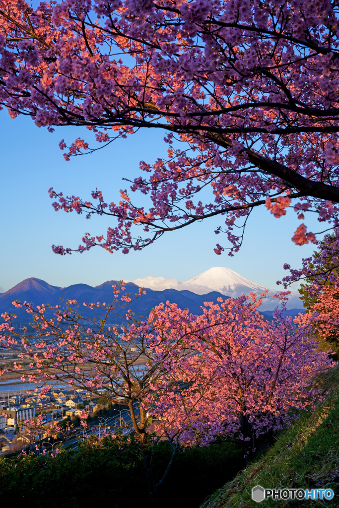 朝日が当たる河津桜と富士