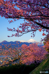 朝日が当たる河津桜と富士