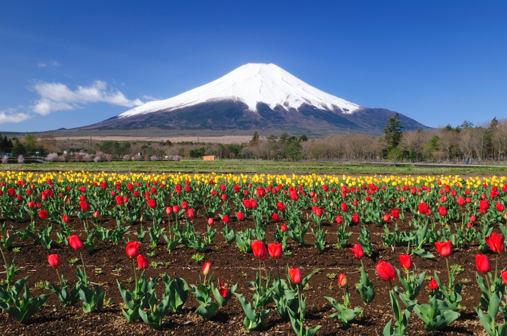 富士山とチューリップ