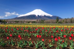 富士山とチューリップ