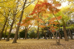 代々木公園の紅葉