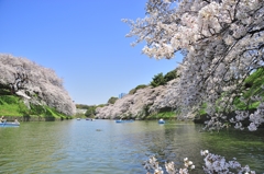 千鳥が淵のさくら