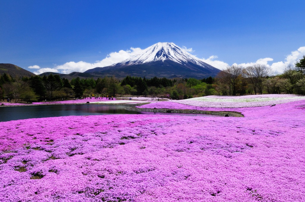 富士山と芝さくら