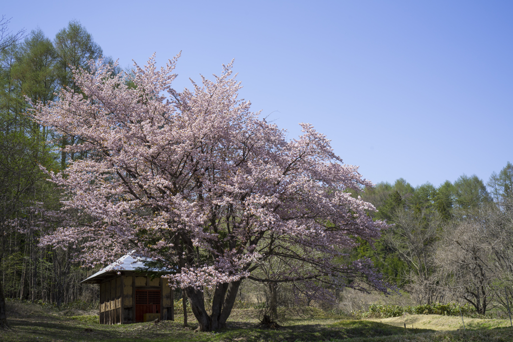 オキノ桜