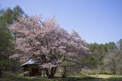 オキノ桜