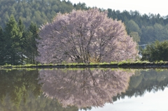 水田に移る天王桜