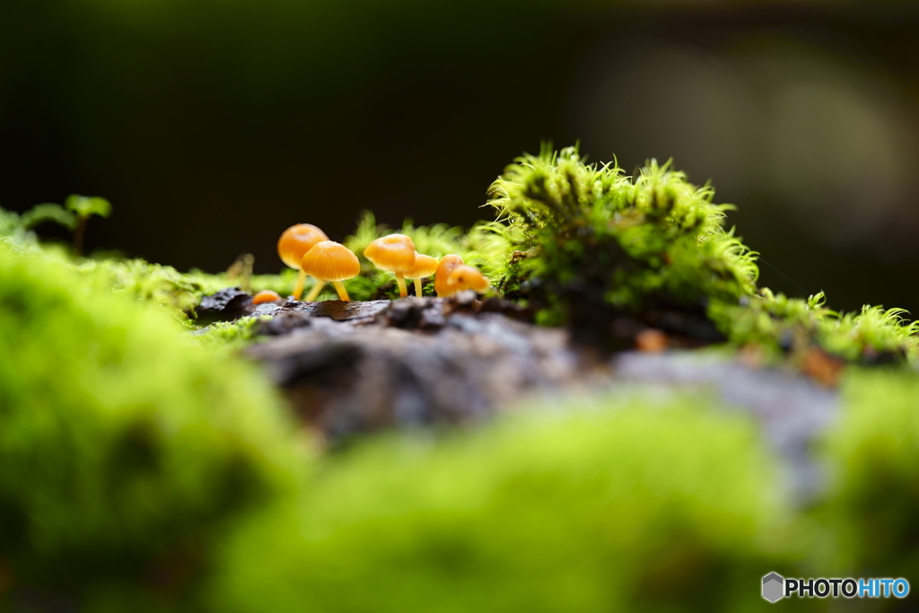苔の森の住人
