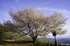 里山の一本桜