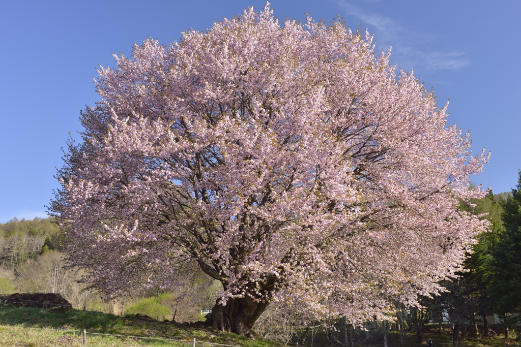 天王桜