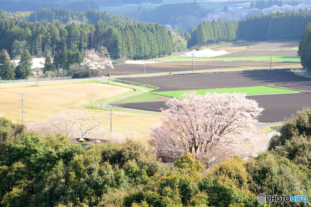 田園に咲くサクラ