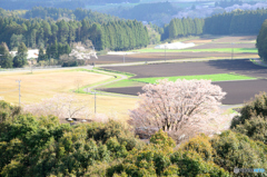 田園に咲くサクラ