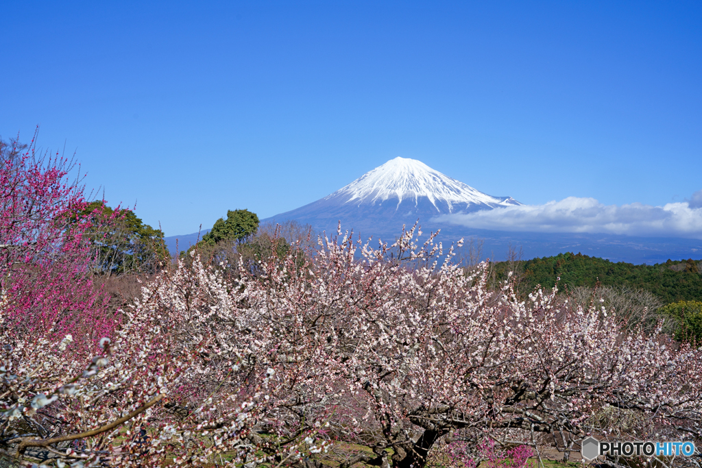 岩本山公園の梅園