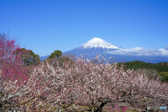 岩本山公園の梅園