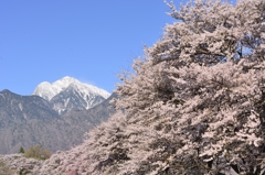 真原のサクラ
