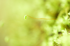 苔の世界