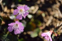 里山に咲くイワウチワ　２