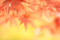 平林寺の紅葉３