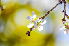 寒桜