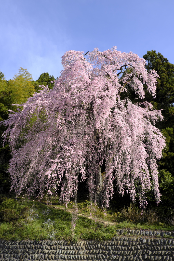 梅岩寺のしだれ桜