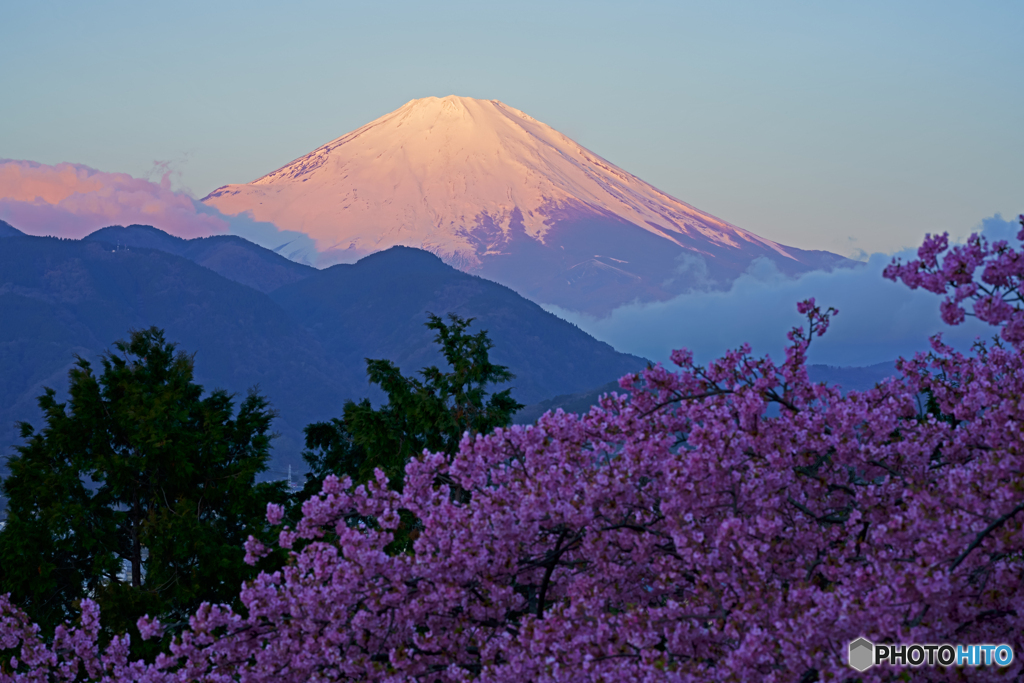 河津桜と富士