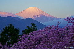 河津桜と富士