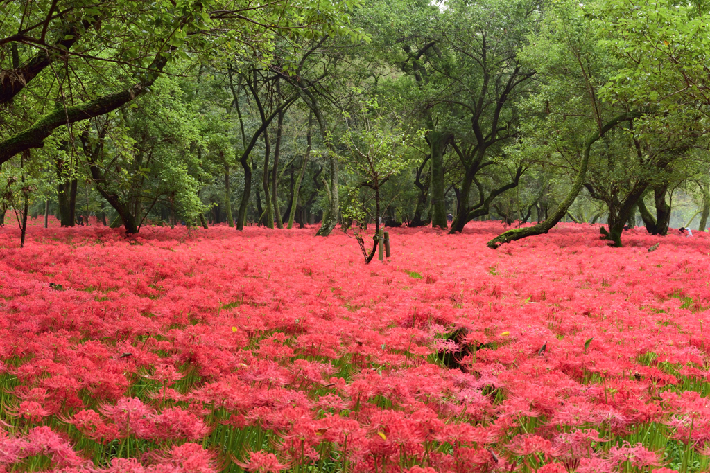 深紅の絨毯