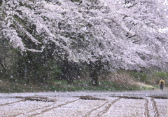 桜雪　舞う