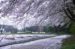 風雪桜