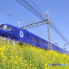 菜の花畑