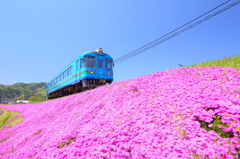 芝桜の春