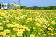 春菊畑