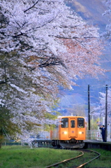 桜咲き誇る