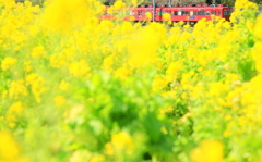 菜の花の海