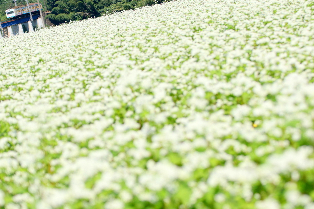 蕎麦畑