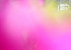 ピンクの花園