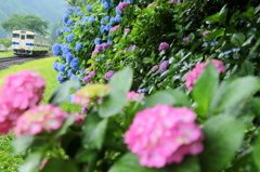 豊後中川の紫陽花
