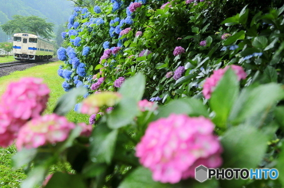 紫陽花待つ駅