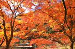 紅葉萌える