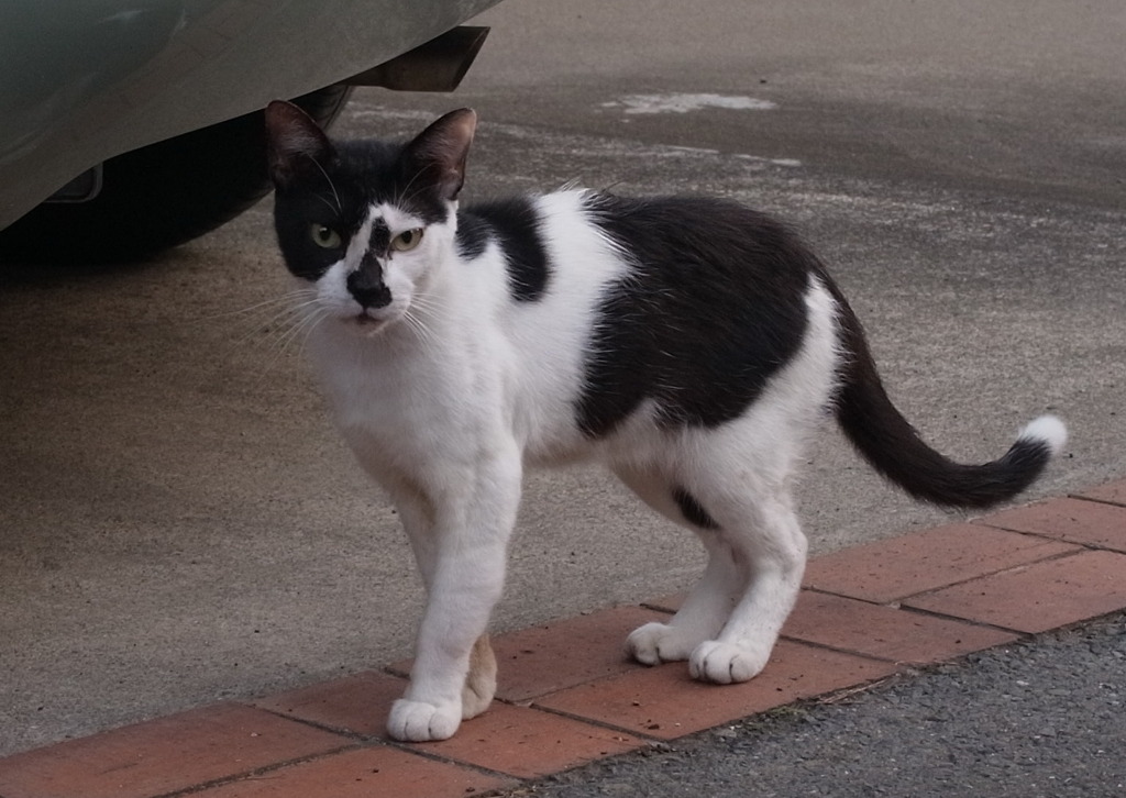 ねこ～
