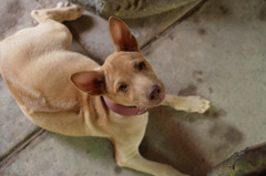 犬