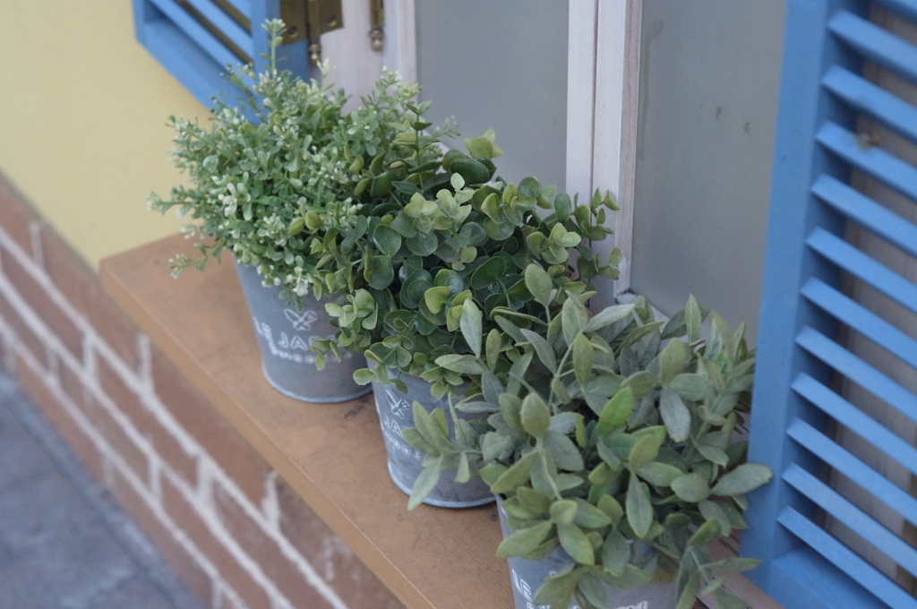 植木と窓