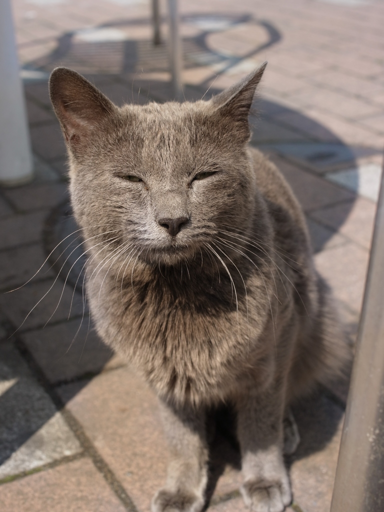 猫
