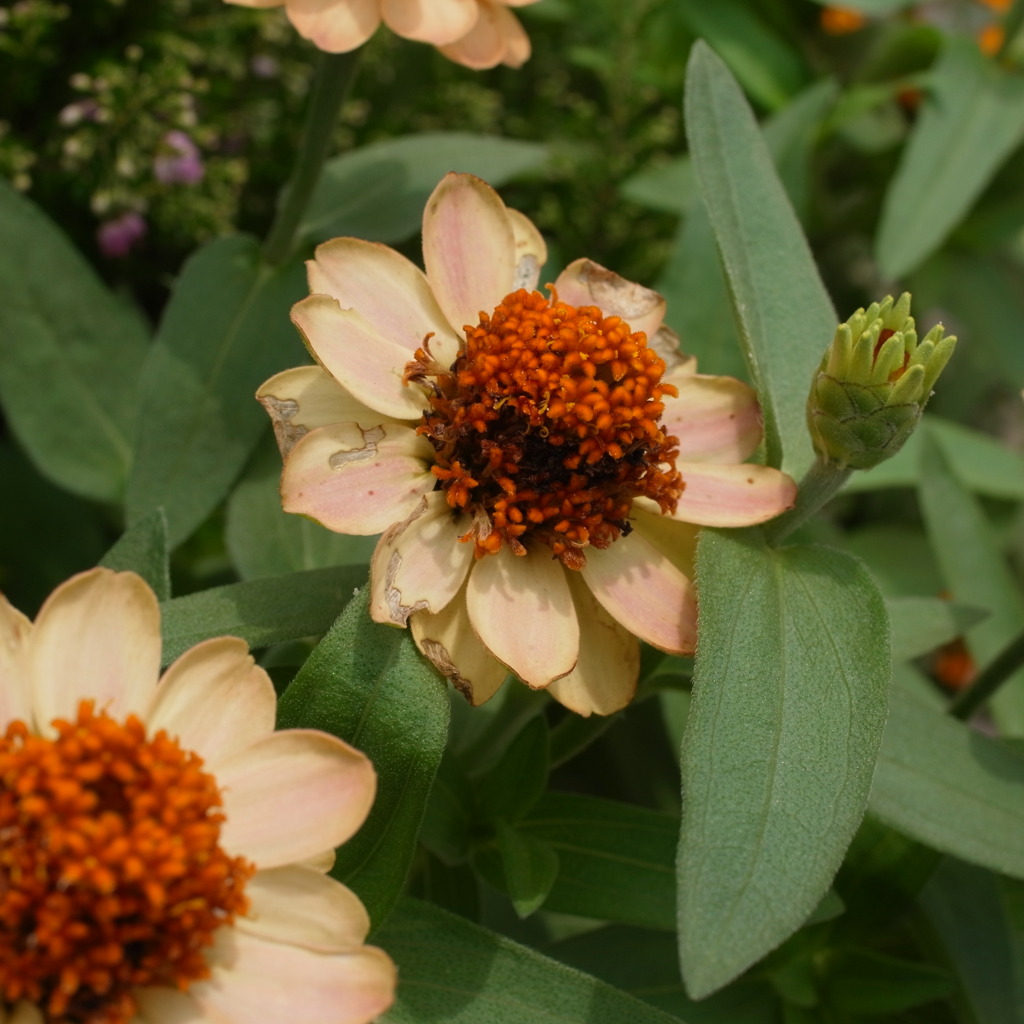 この花何の花？