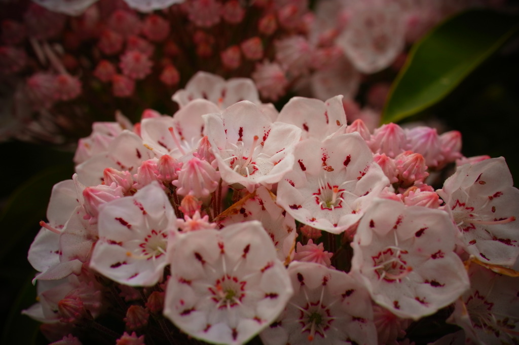 花３